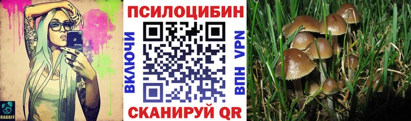 Псилоцибиновые грибы Psilocybe  Купить где  Асино 